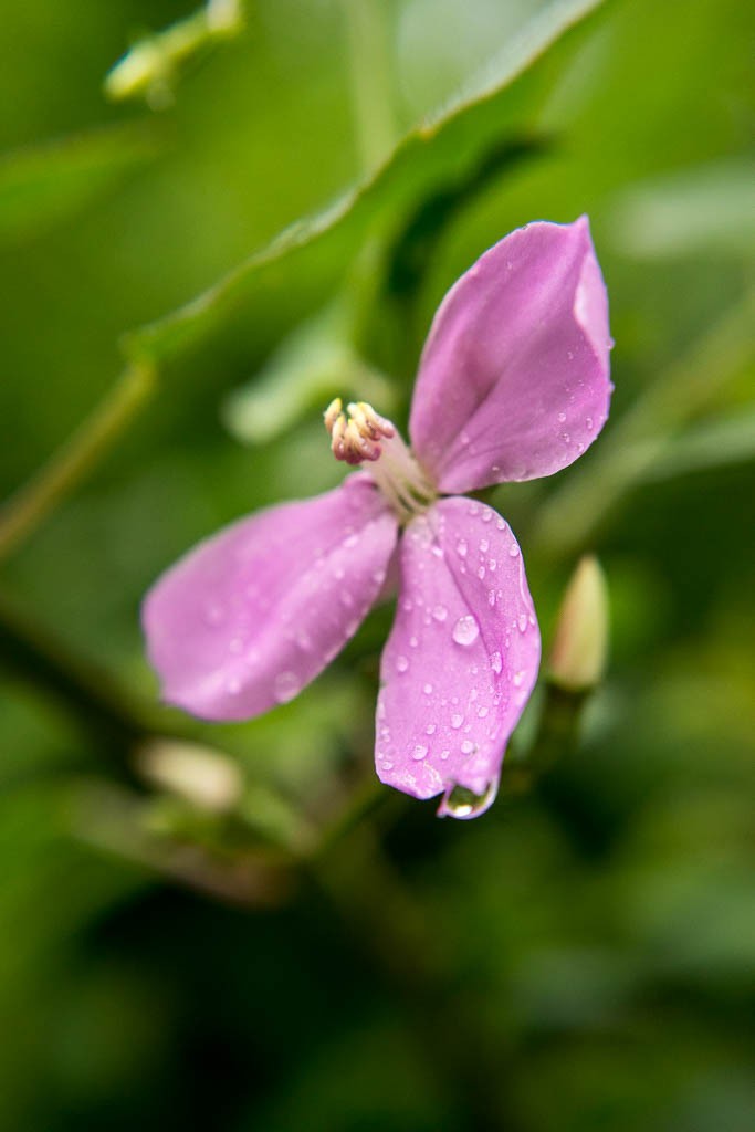 Pink flower