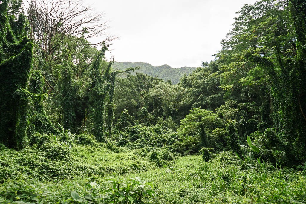 Overgrown forest