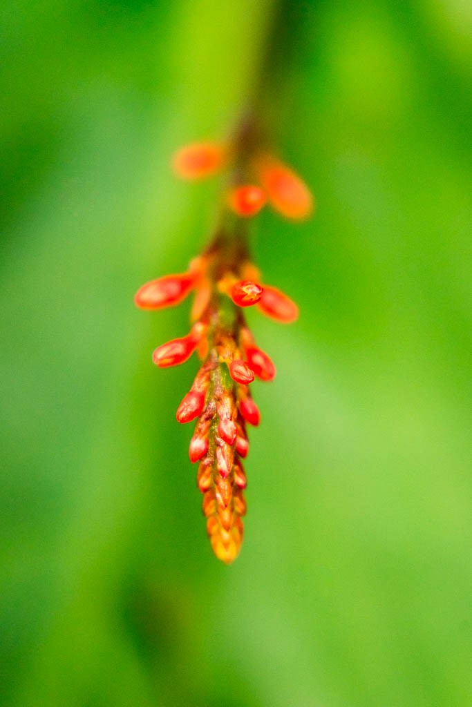 Another red plant in front of green