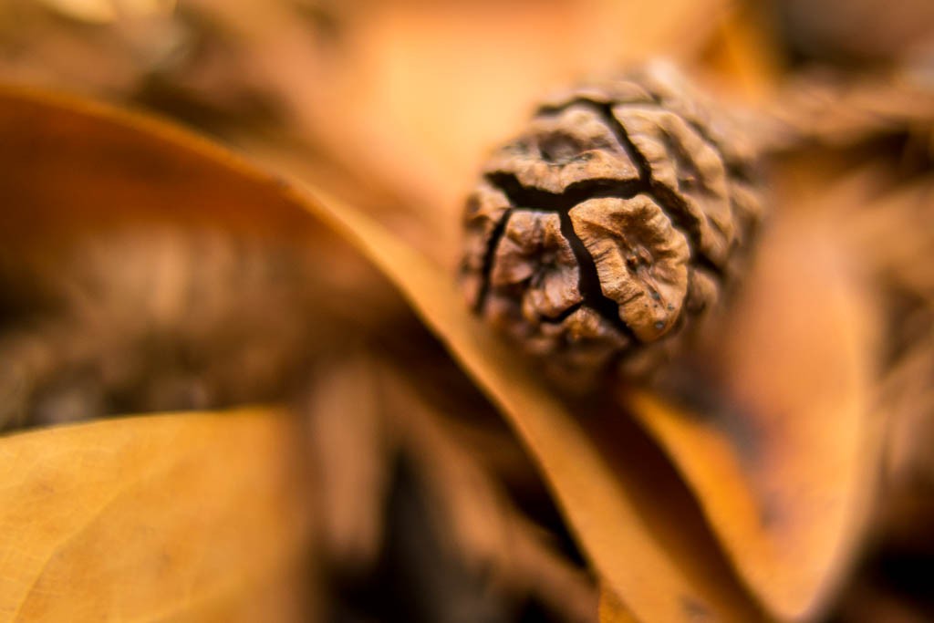 Tiny pinecone