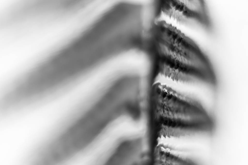 Underside of a fern