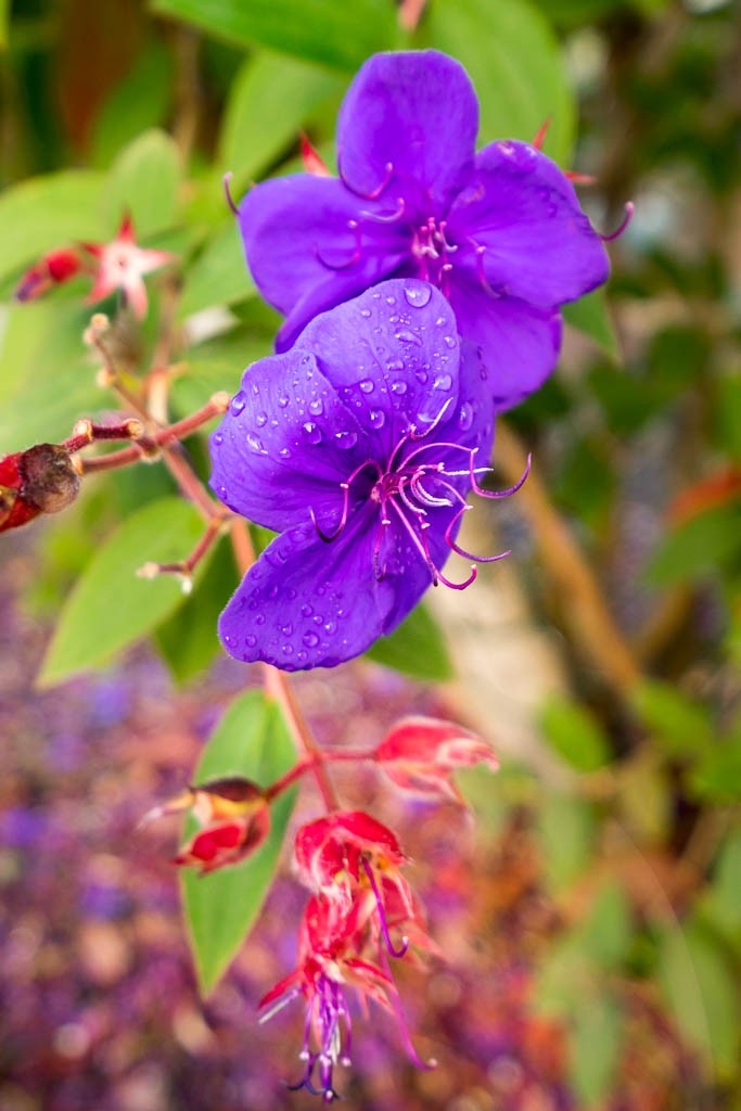 Flowers in the rain