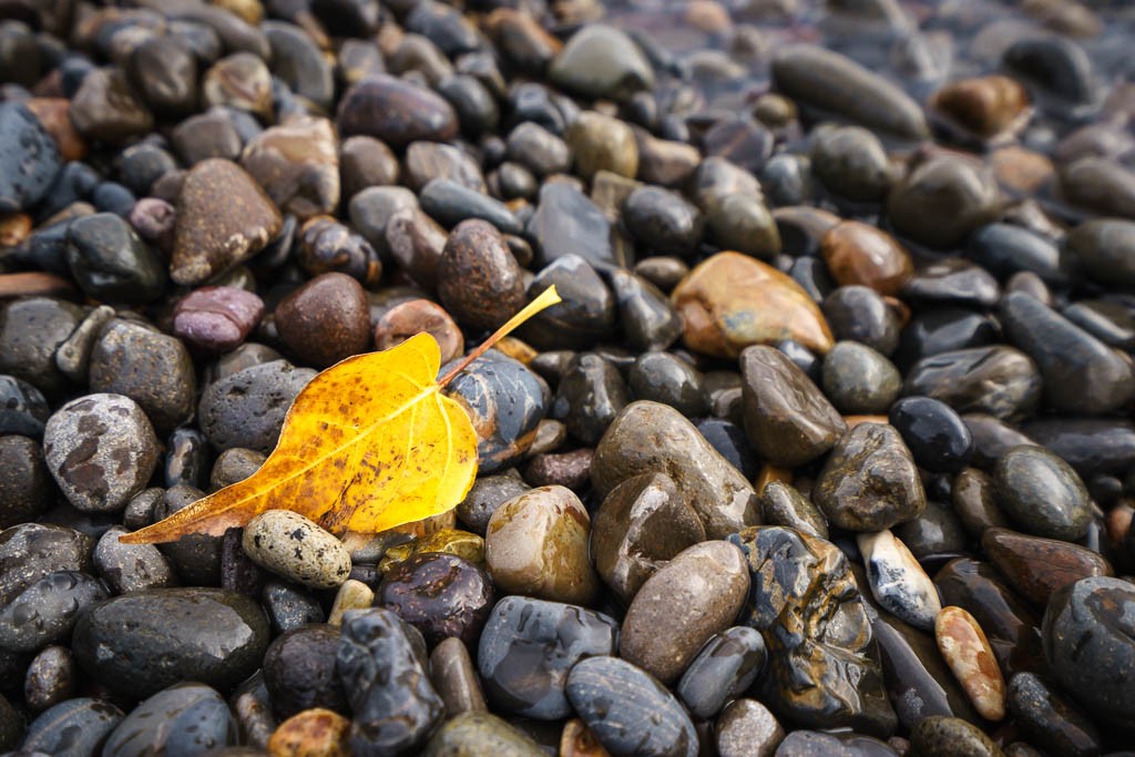 Pebbles and fall leaves