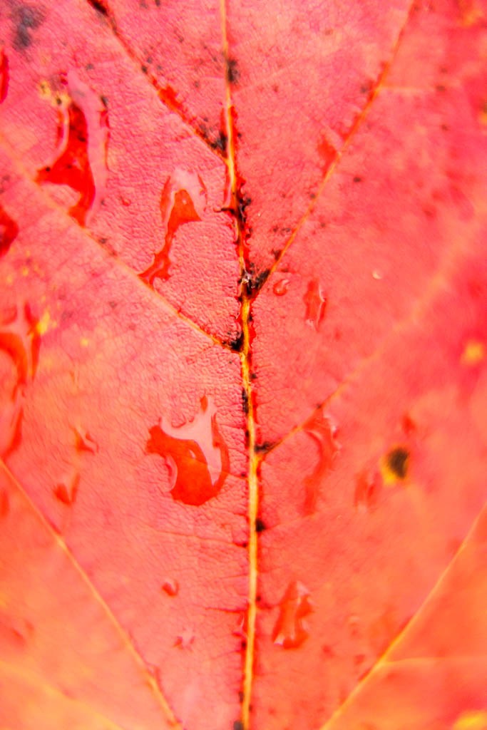 Water droplets on red