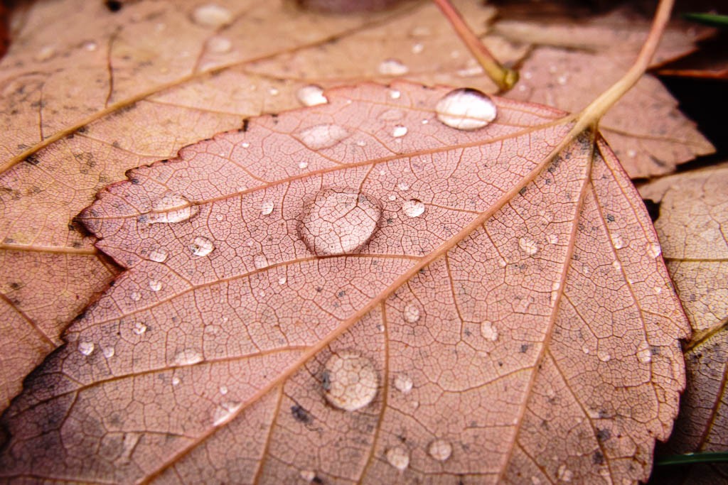 Water on the back of a leaf. 