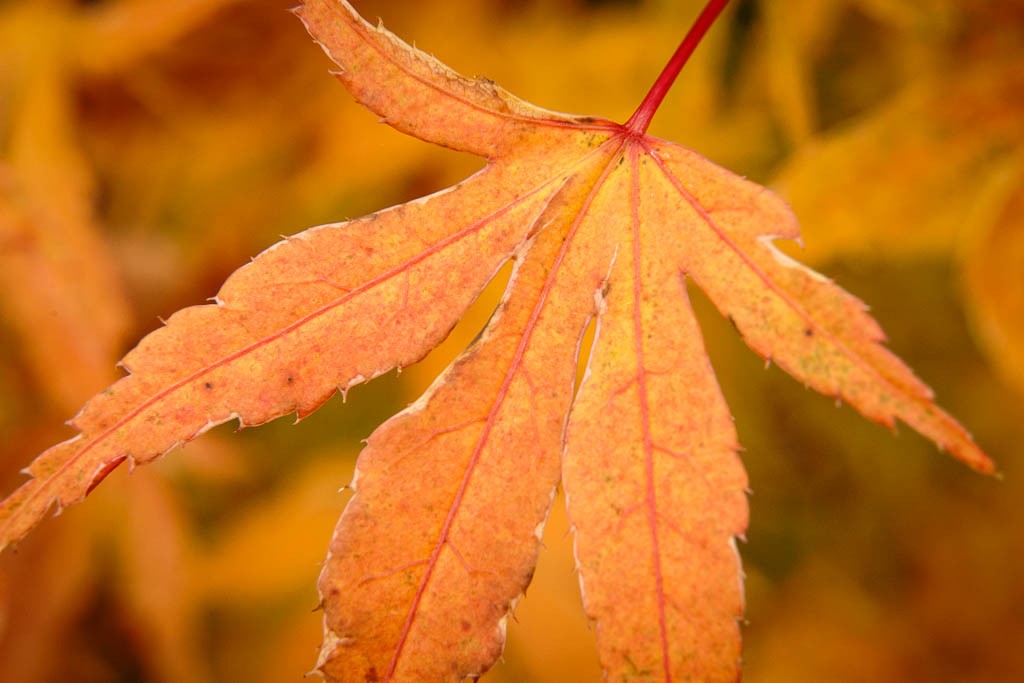 Detail of my Japanese maple