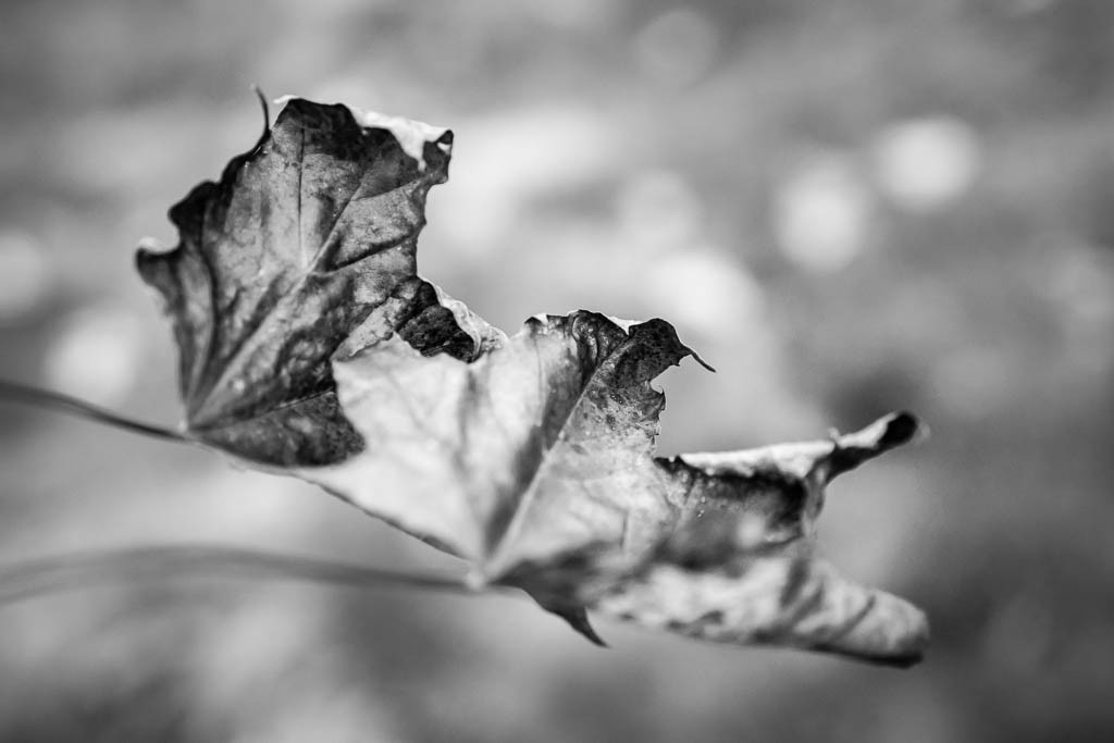 Black and white because I liked the shape and texture of these