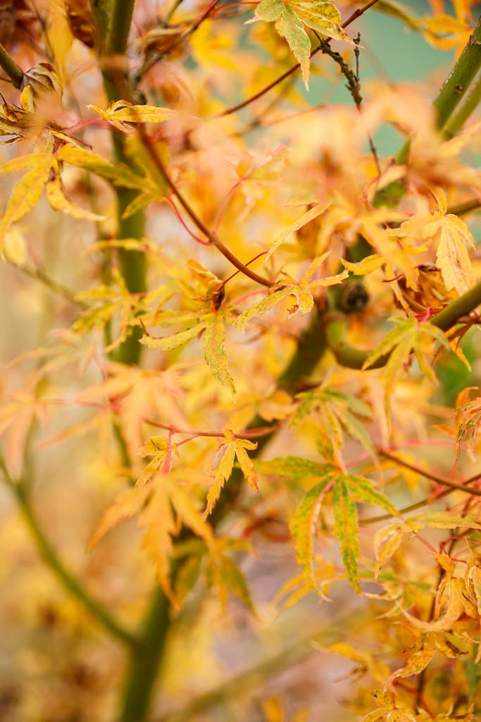 Have I mentioned how much I love Japanese maples?