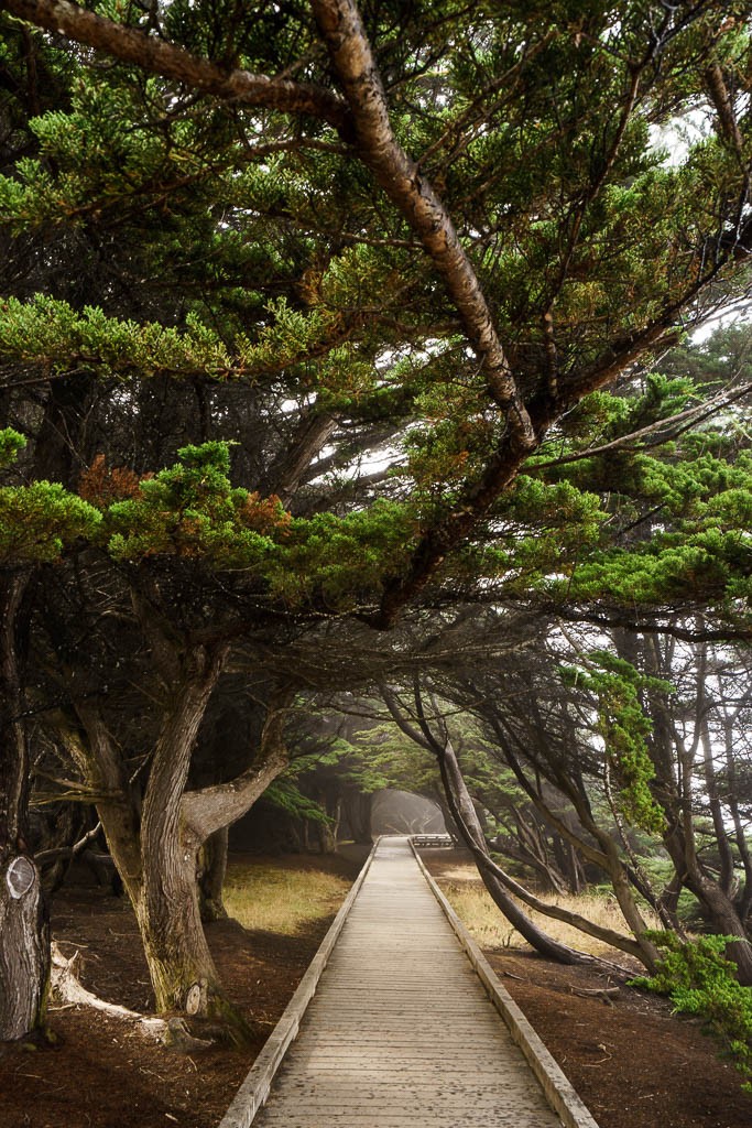 Windswept trees