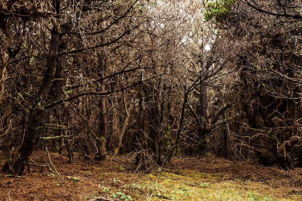 forbidding looking forest area.