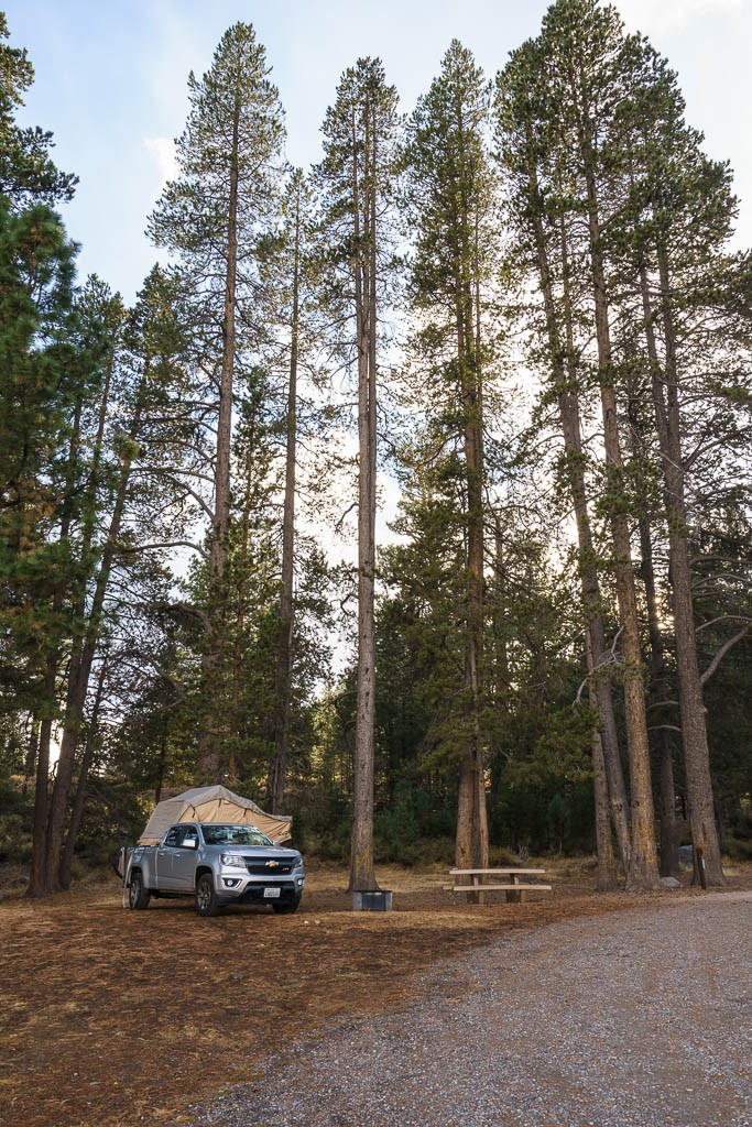 Truck in the trees