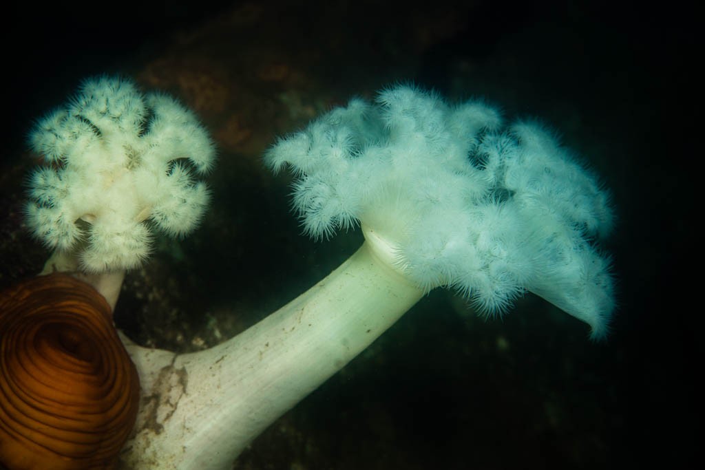 Plumose anemone