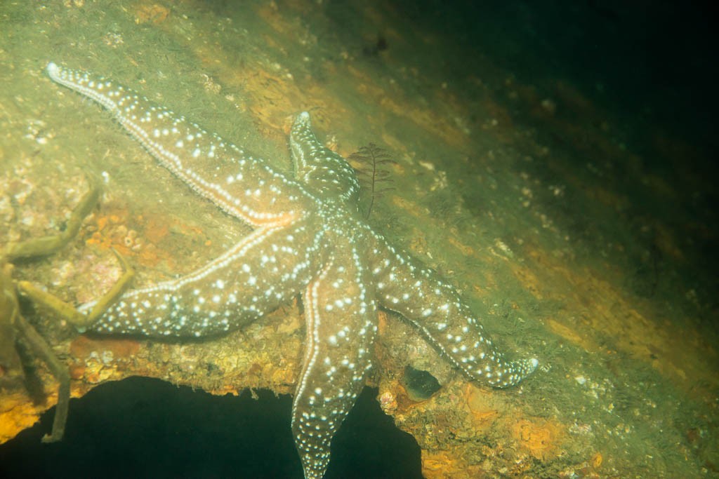 Starfish