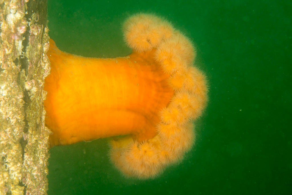 Orange plumose anemone against green water.