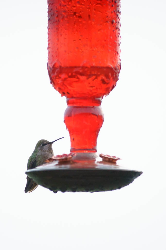 hummingbirds1216-9011