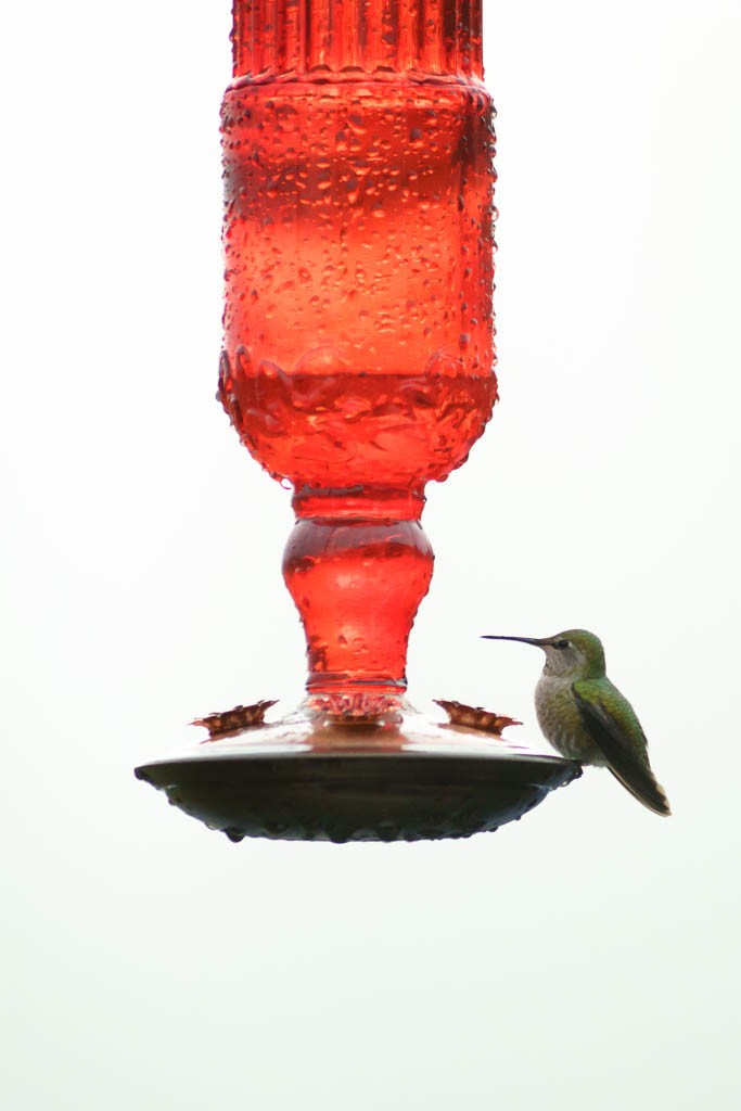 hummingbirds1216-9025