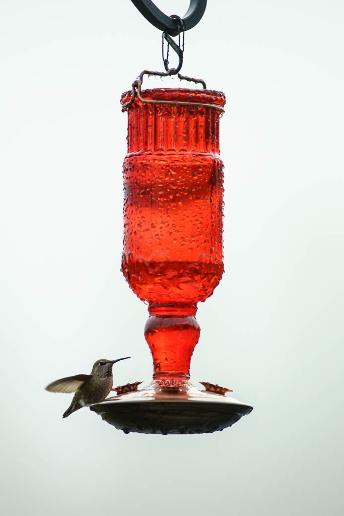 hummingbirds1216-9035