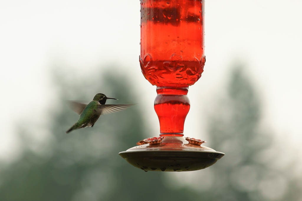 hummingbirds1216-9046