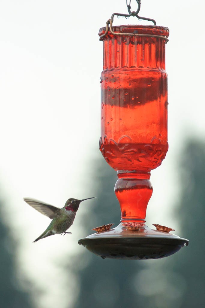 hummingbirds1216-9057