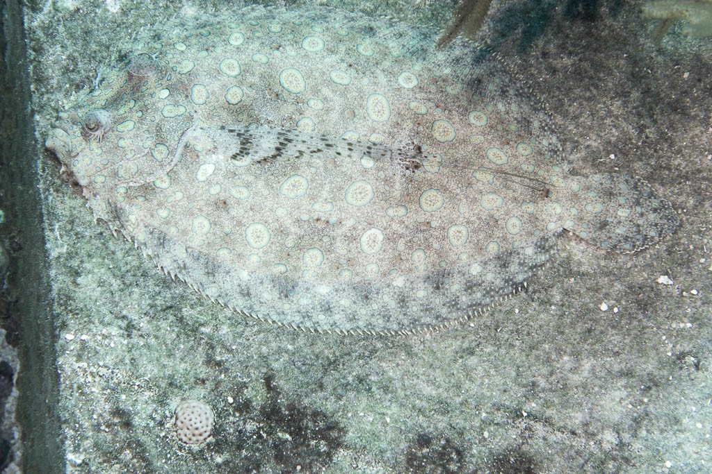 Flounder hiding on the mooring block