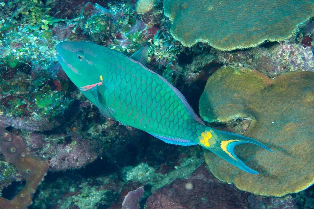 Parrotfish