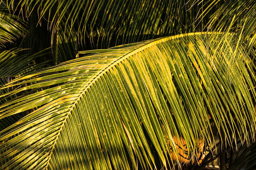 Palm frond