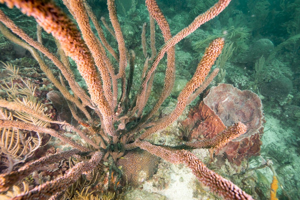 This is what happens when the camera is shoved inside a plant