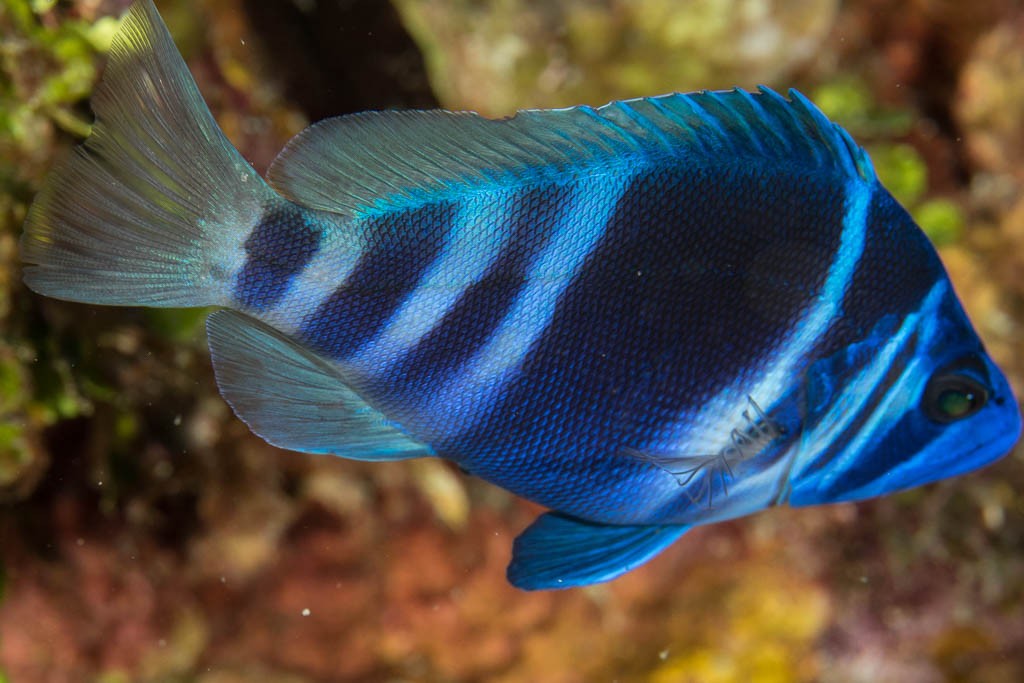 Bad photo, but we only saw a few of these pretty blue fish.