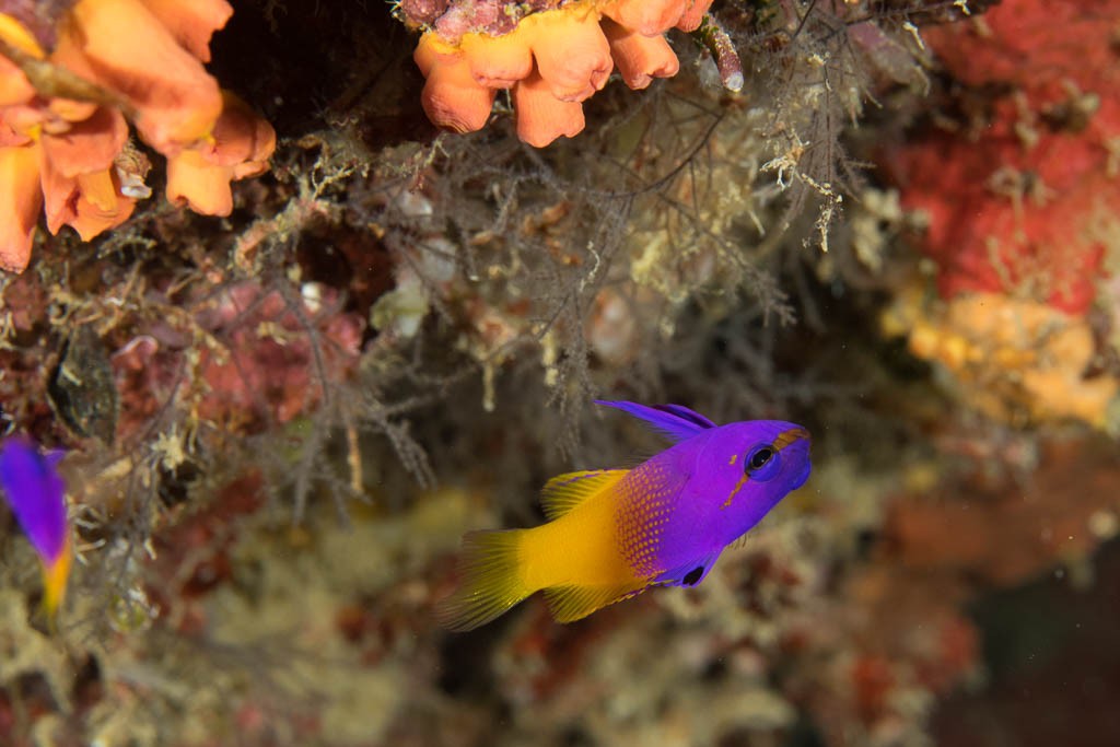 purple and yellow fish