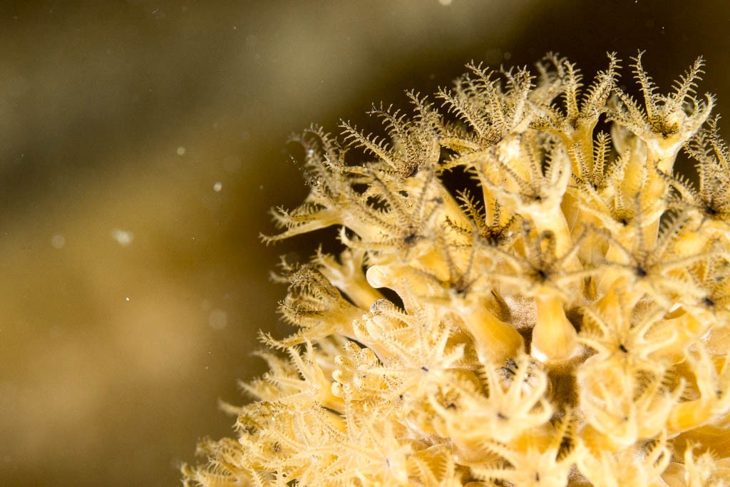 Tiny tentacles on one of the plants