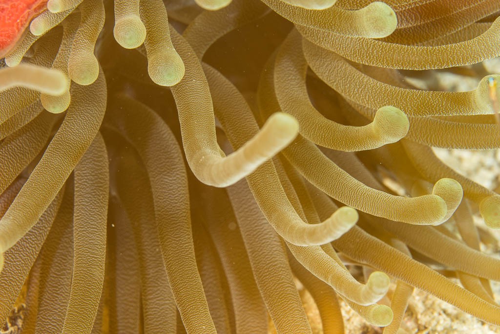 Anemone. We only saw a few of them. 