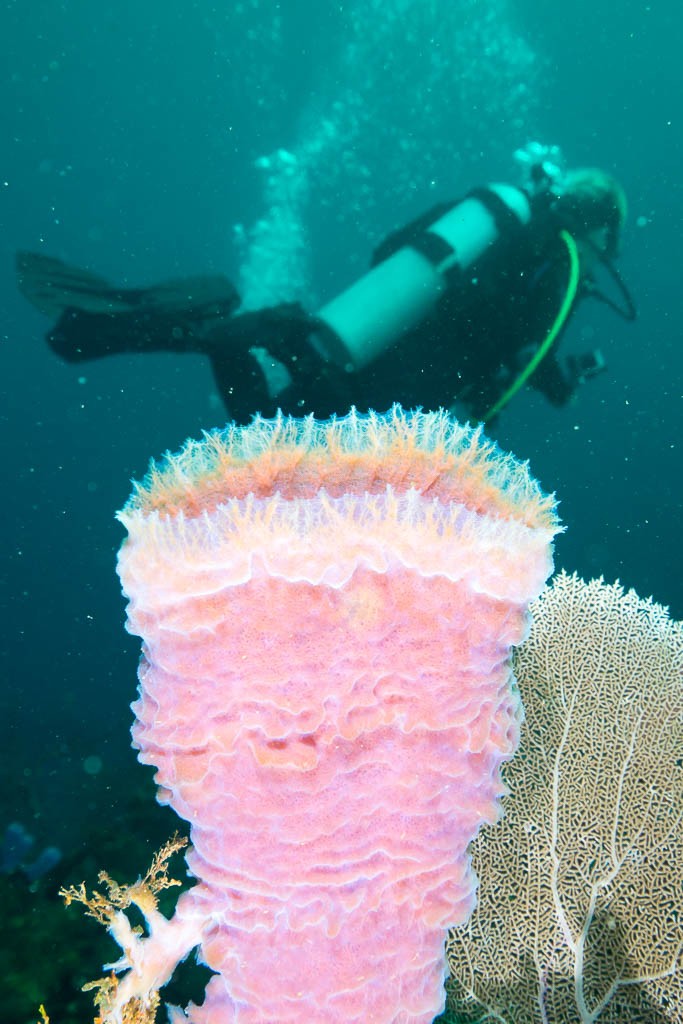 Me behind a sponge