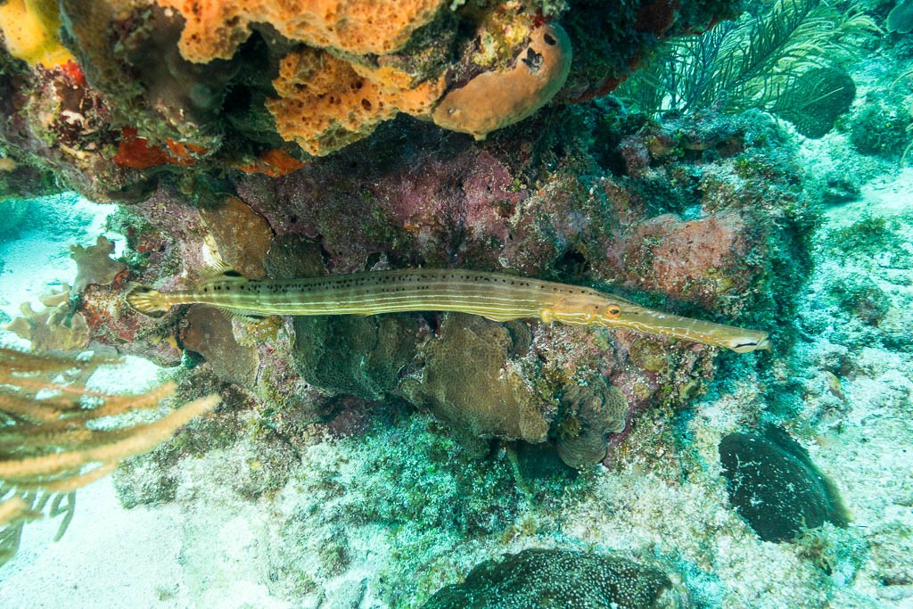 Pipefish I think