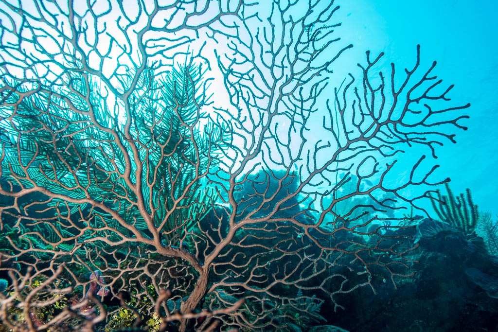 Backlit photo of a coral