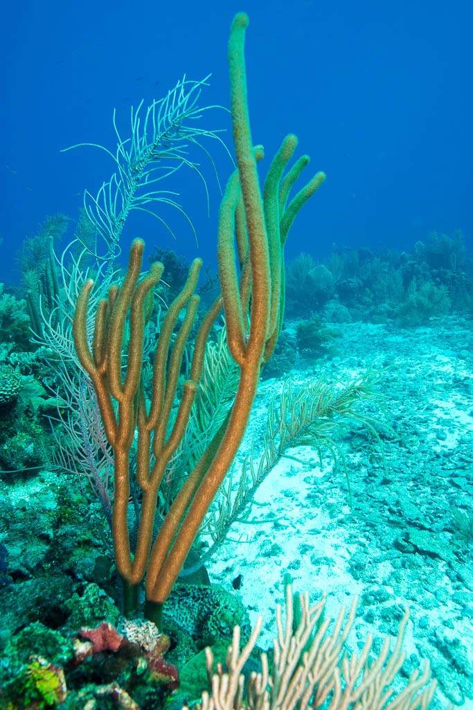 Looks like an underwater cactus