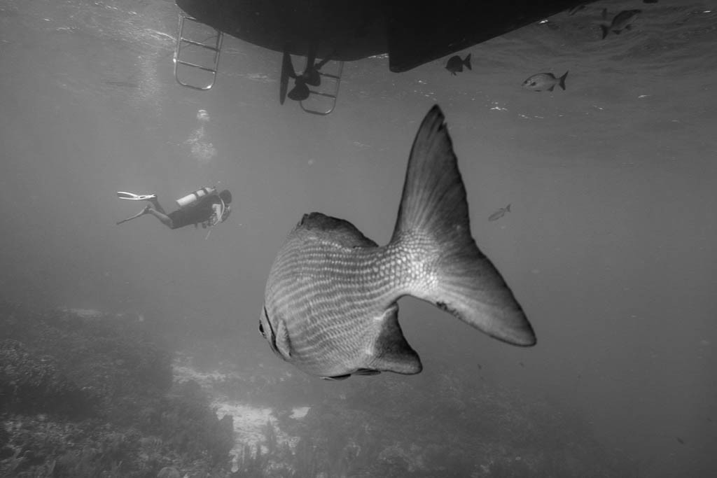 Fish looking for handouts under the boat