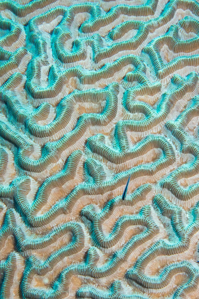 Colorful coral