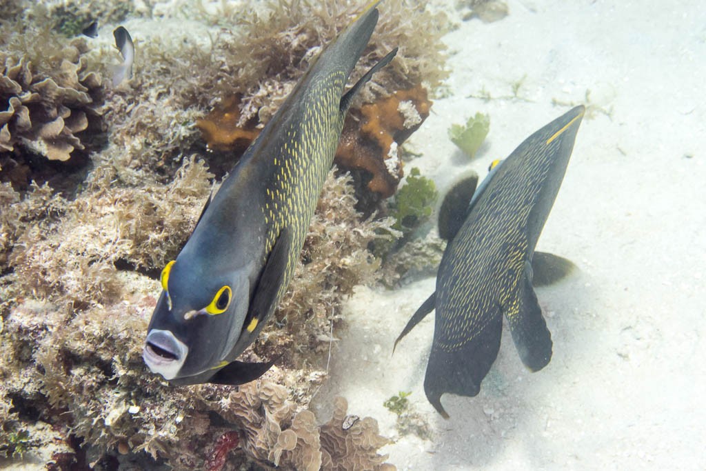 These two guys were swimming around together. They're friends.