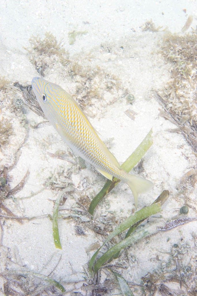 Little white fish in the grass