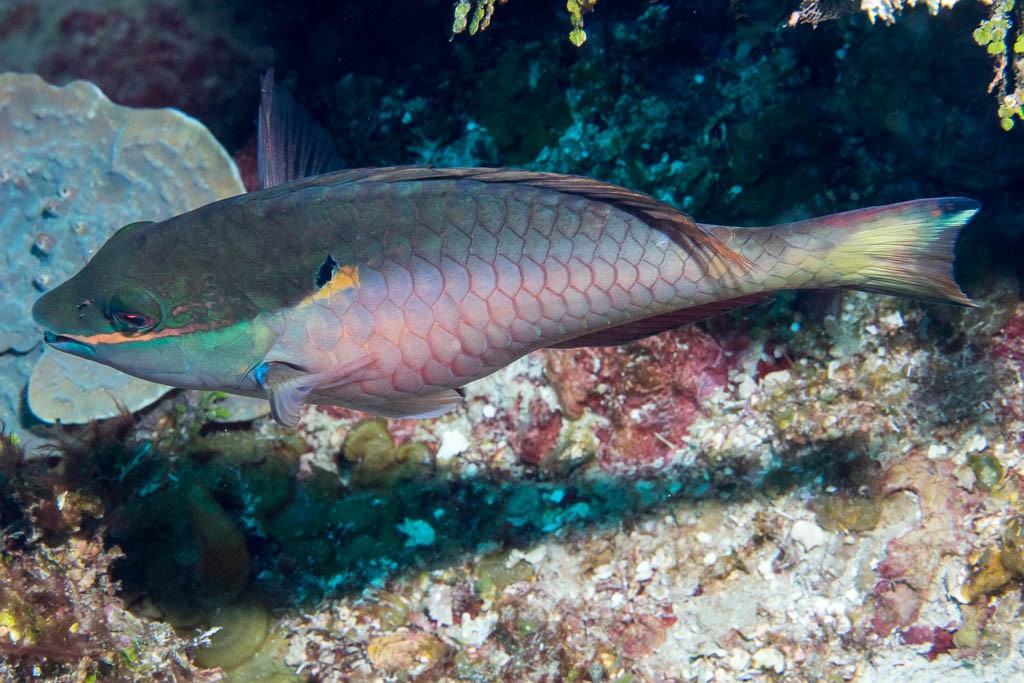 Colorful parrotfish