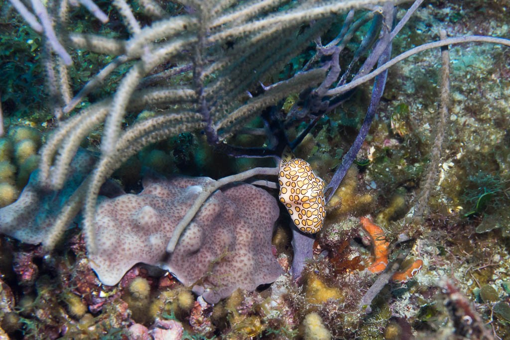 Nudibranch