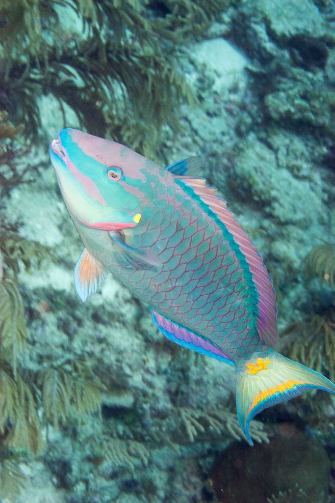 Parrotfish