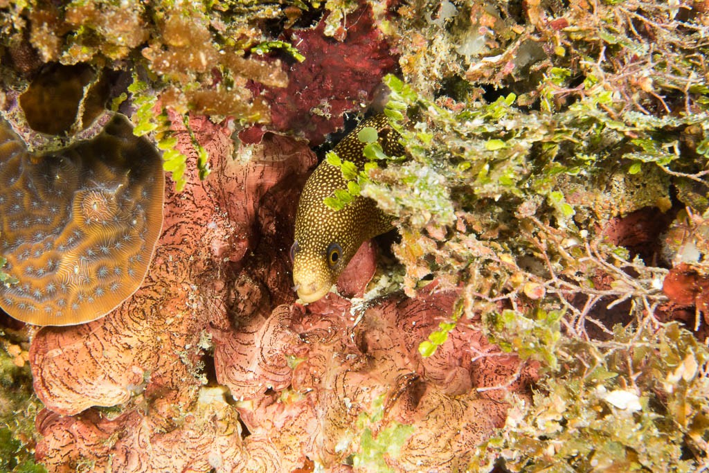 baby eel