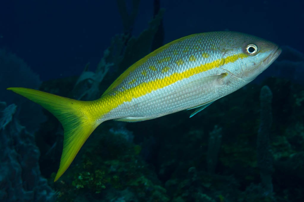 Yellow snapper? good eats!