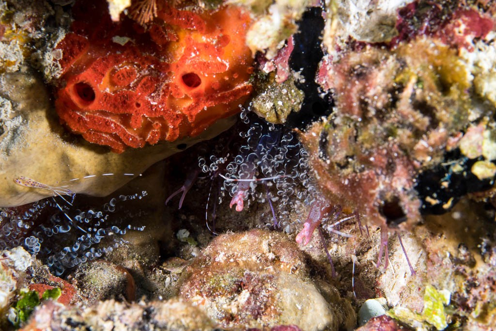 Three tiny shrimp inside anemones.