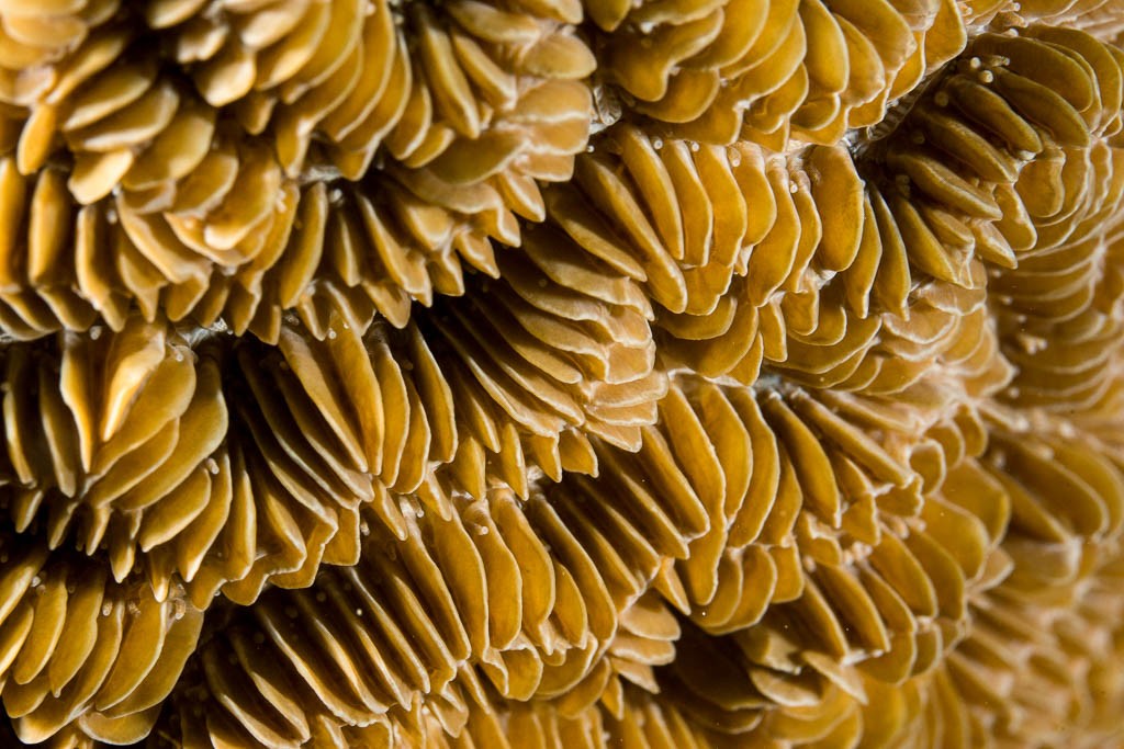 Macro of brain coral