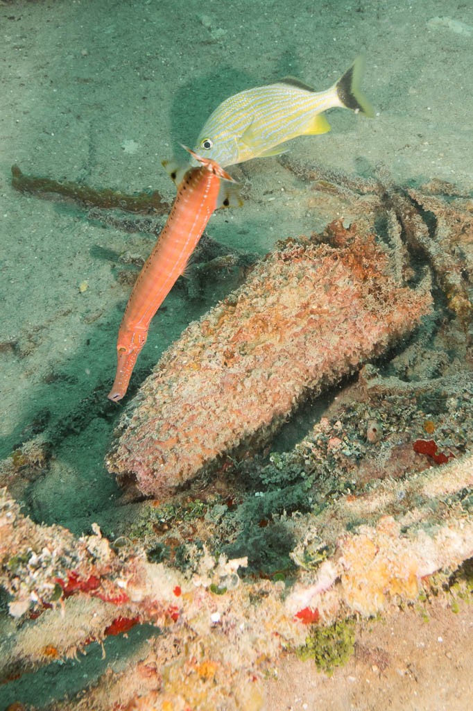 Unique red trumpetfish